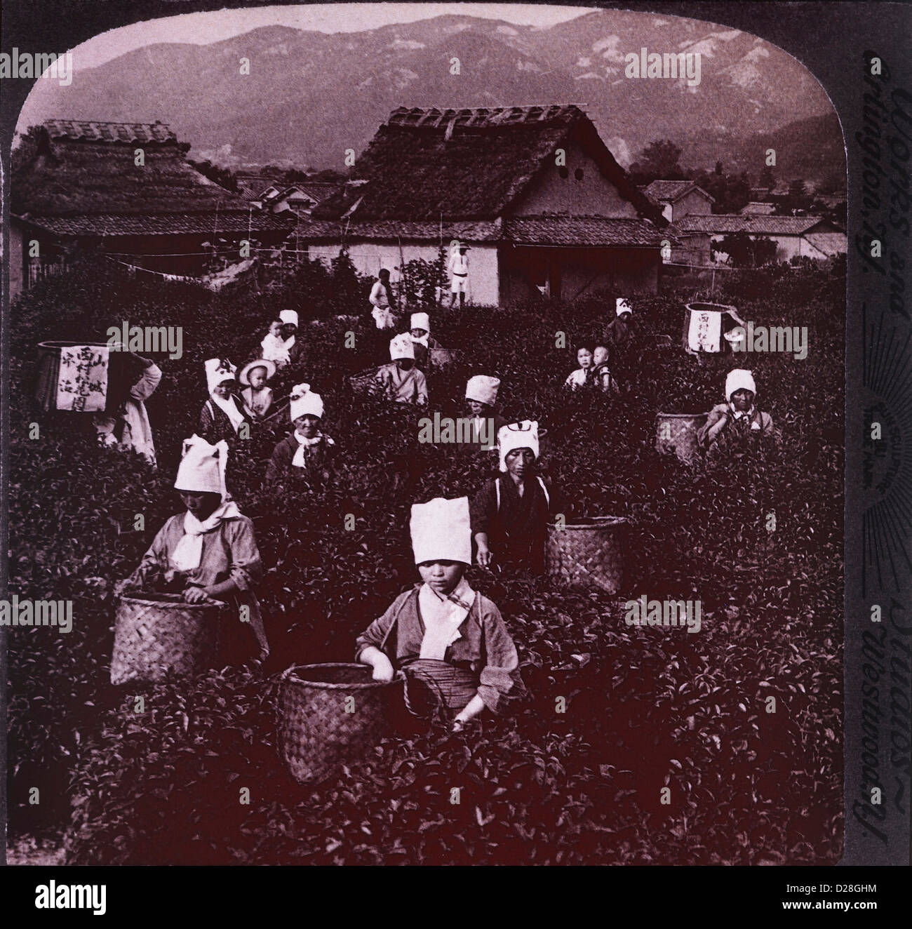 Cueillette des travailleurs les feuilles de thé, Japon, Uji, Stéréo, 1904 Photographie Banque D'Images