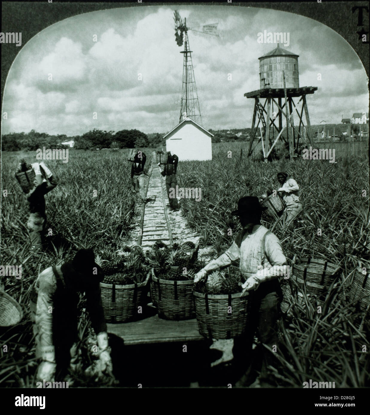 La récolte de l'ananas, des travailleurs, de la Floride, vers 1900 Photographie stéréo Banque D'Images