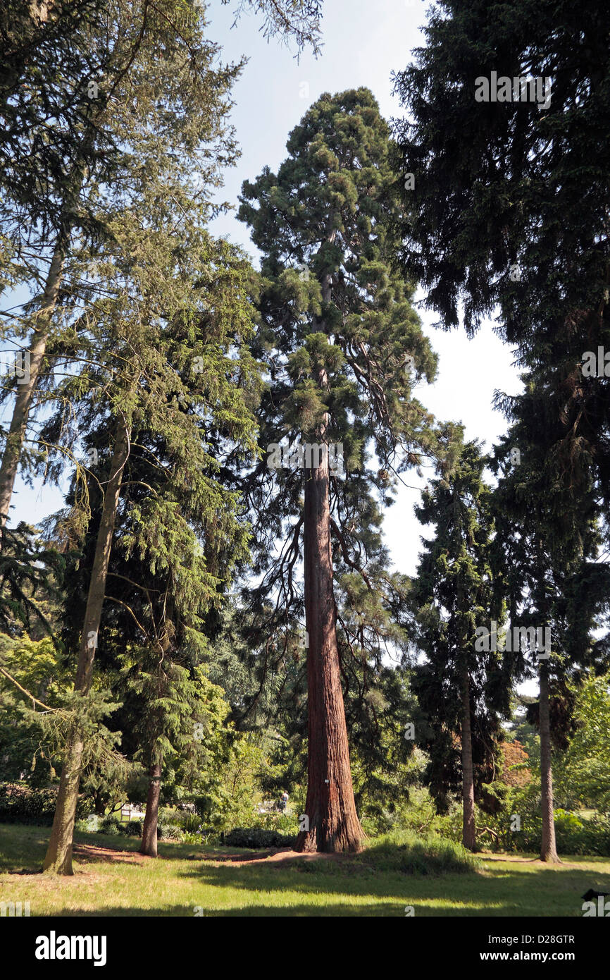 Un Sierra redwood big tree (Sequoiadendron giganteum) dans les jardins botaniques royaux de Kew, Londres, Royaume-Uni. Banque D'Images