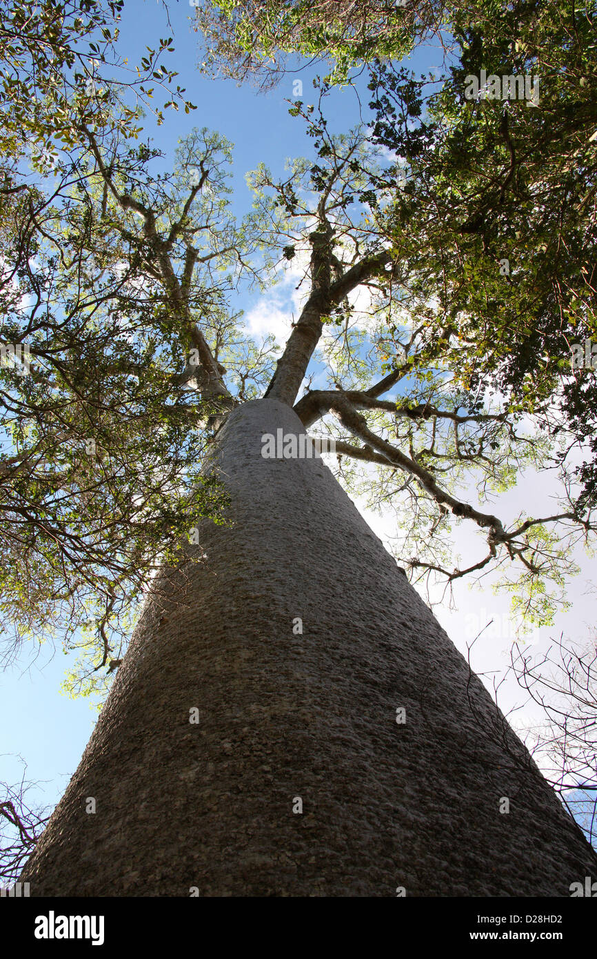 Baobab de Madagascar, l'Adansonia madagascariensis, Bombacoideae, Malvaceae. Le Parc National de Zombitse Vohibasia, Madagascar. Banque D'Images