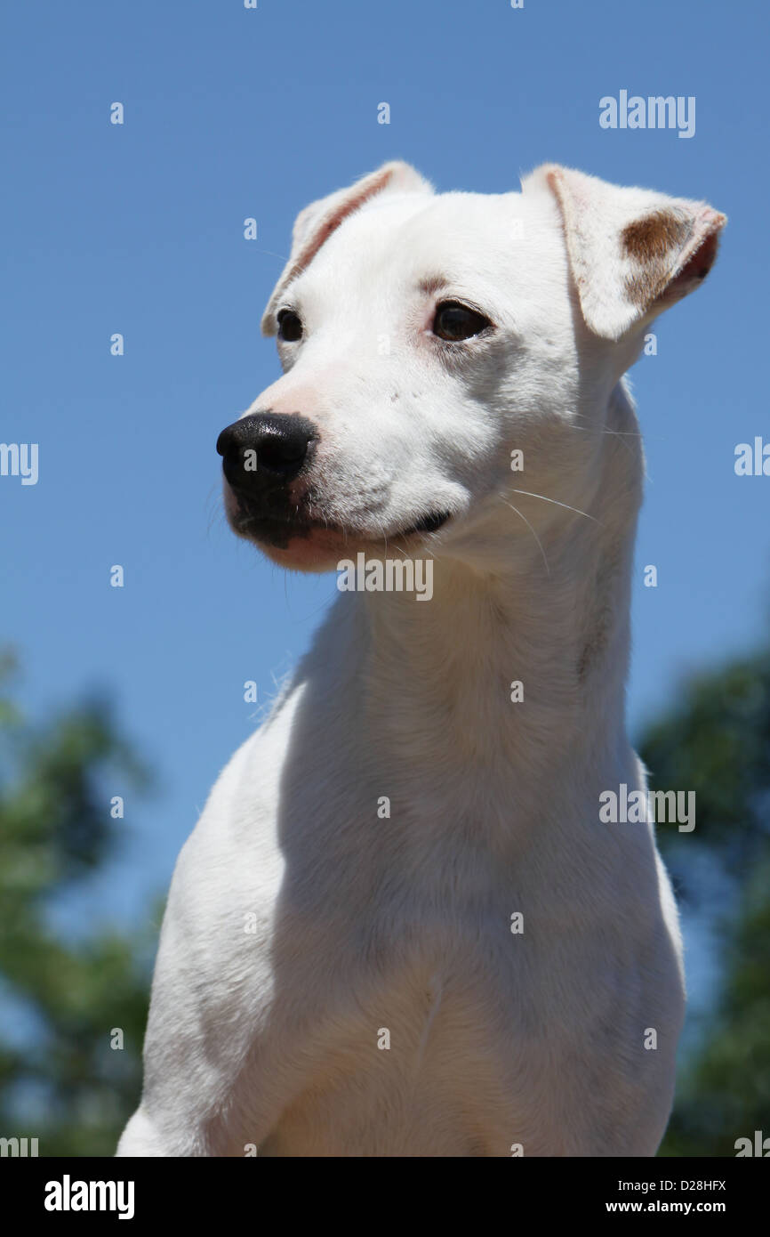 Chien Parson Russell Terrier poil lisse adultes portrait Banque D'Images