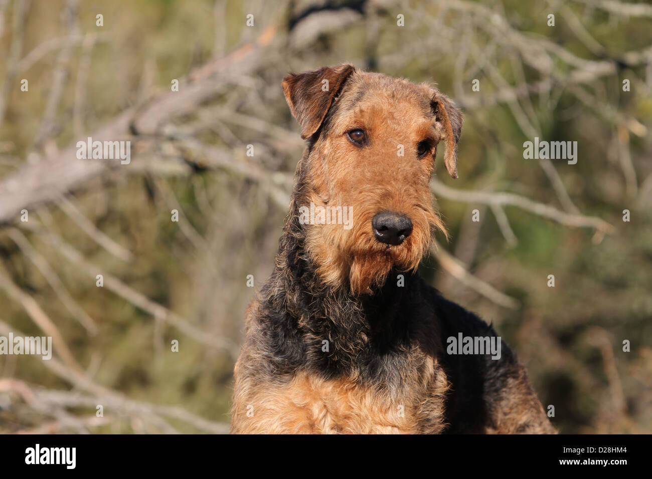Chien Airedale Terrier / Terrier au bord de l'eau portrait adultes Banque D'Images