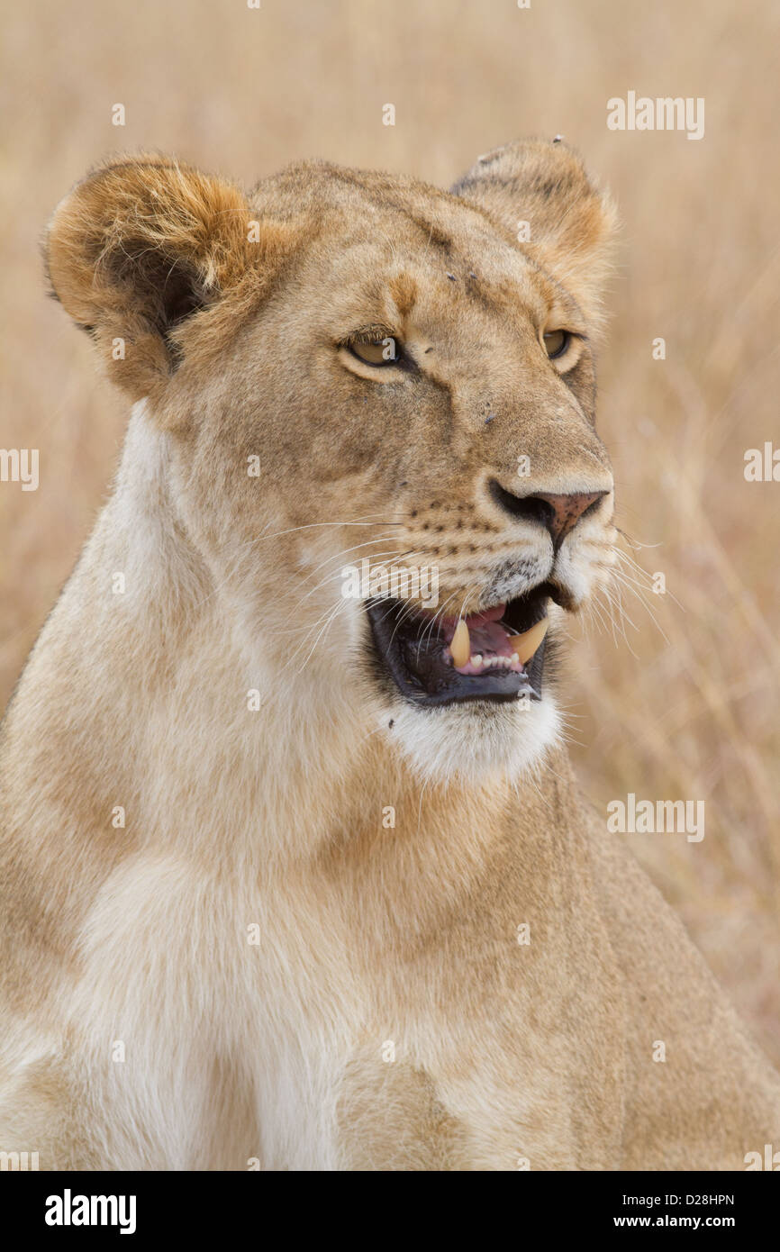 Portrait d'une lionne (Panthera leo) dans le Masai Mara au Kenya Banque D'Images