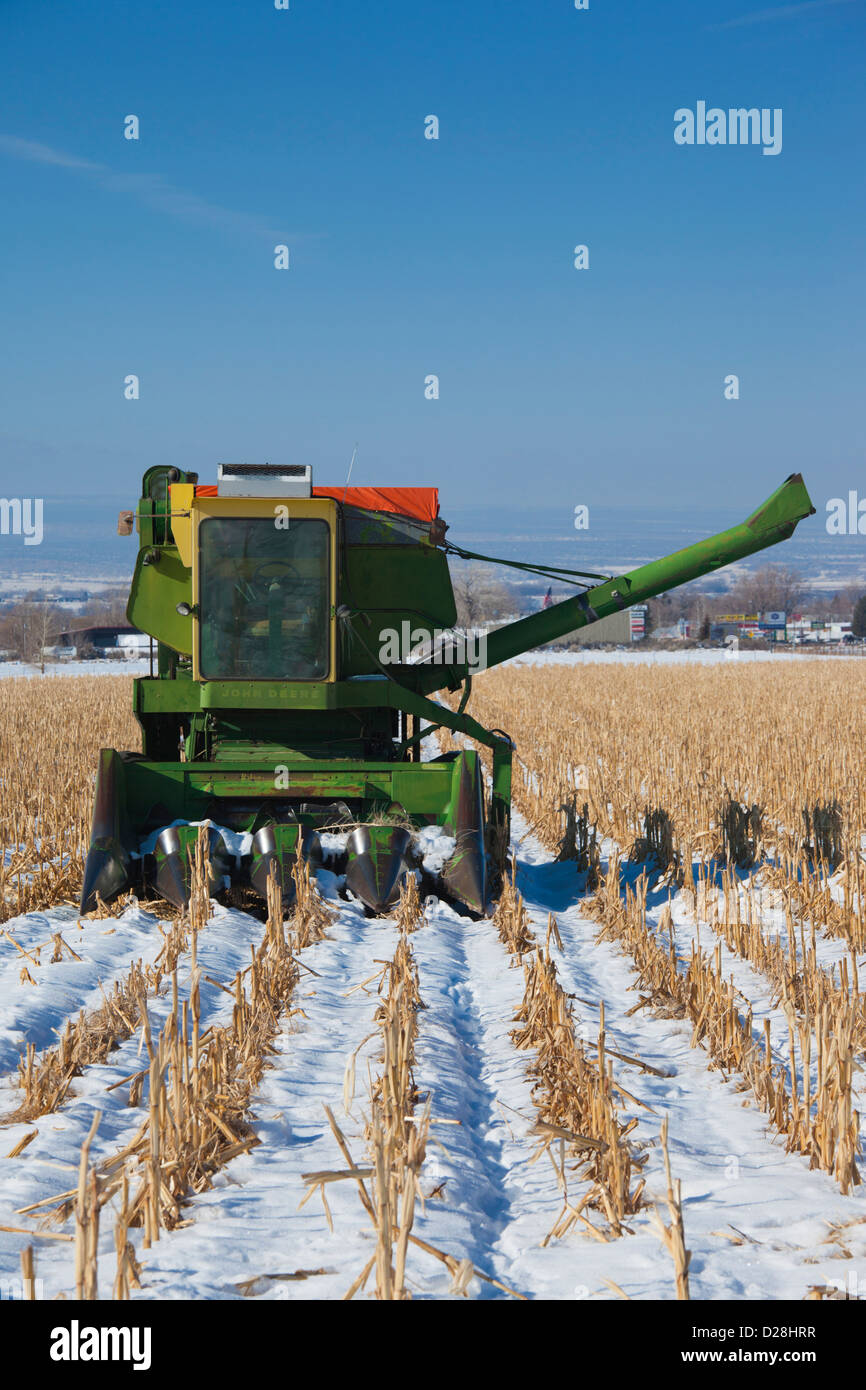 USA, Colorado, Montrose, combiner in snowy field Banque D'Images