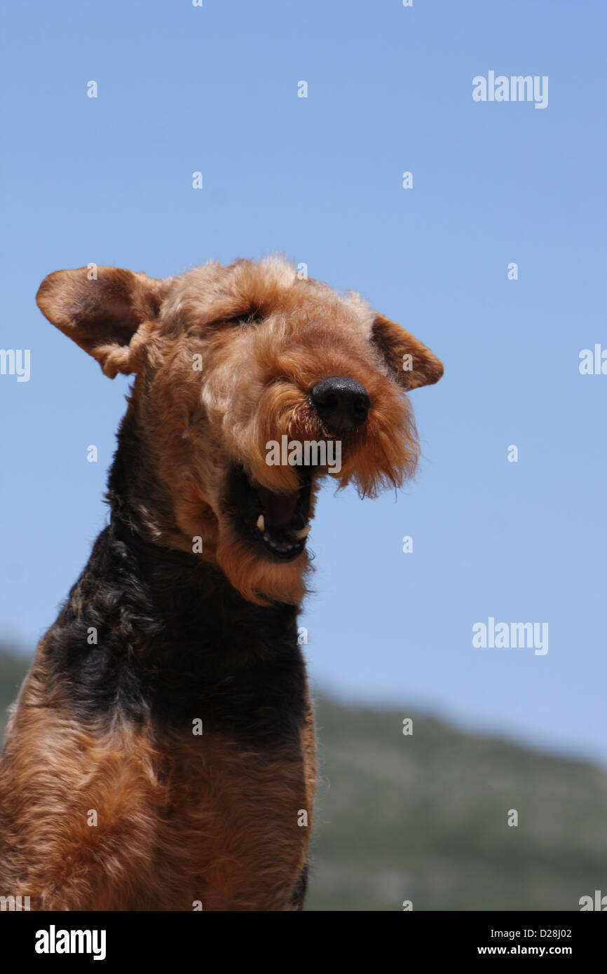 Chien Airedale Terrier / Terrier au bord de l'eau portrait adultes Banque D'Images