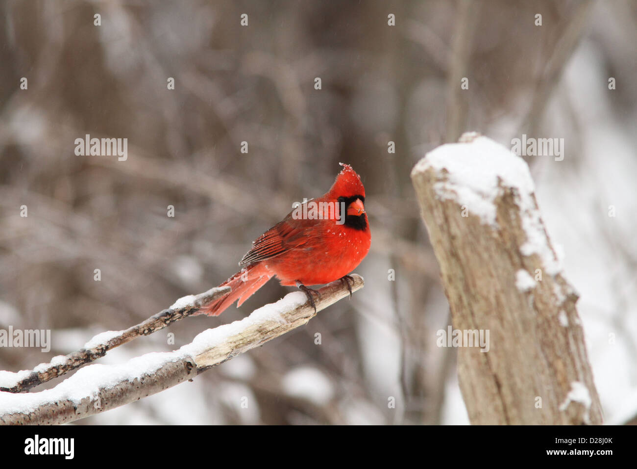 Cardinal rouge mâle en plumage d'hiver Banque D'Images
