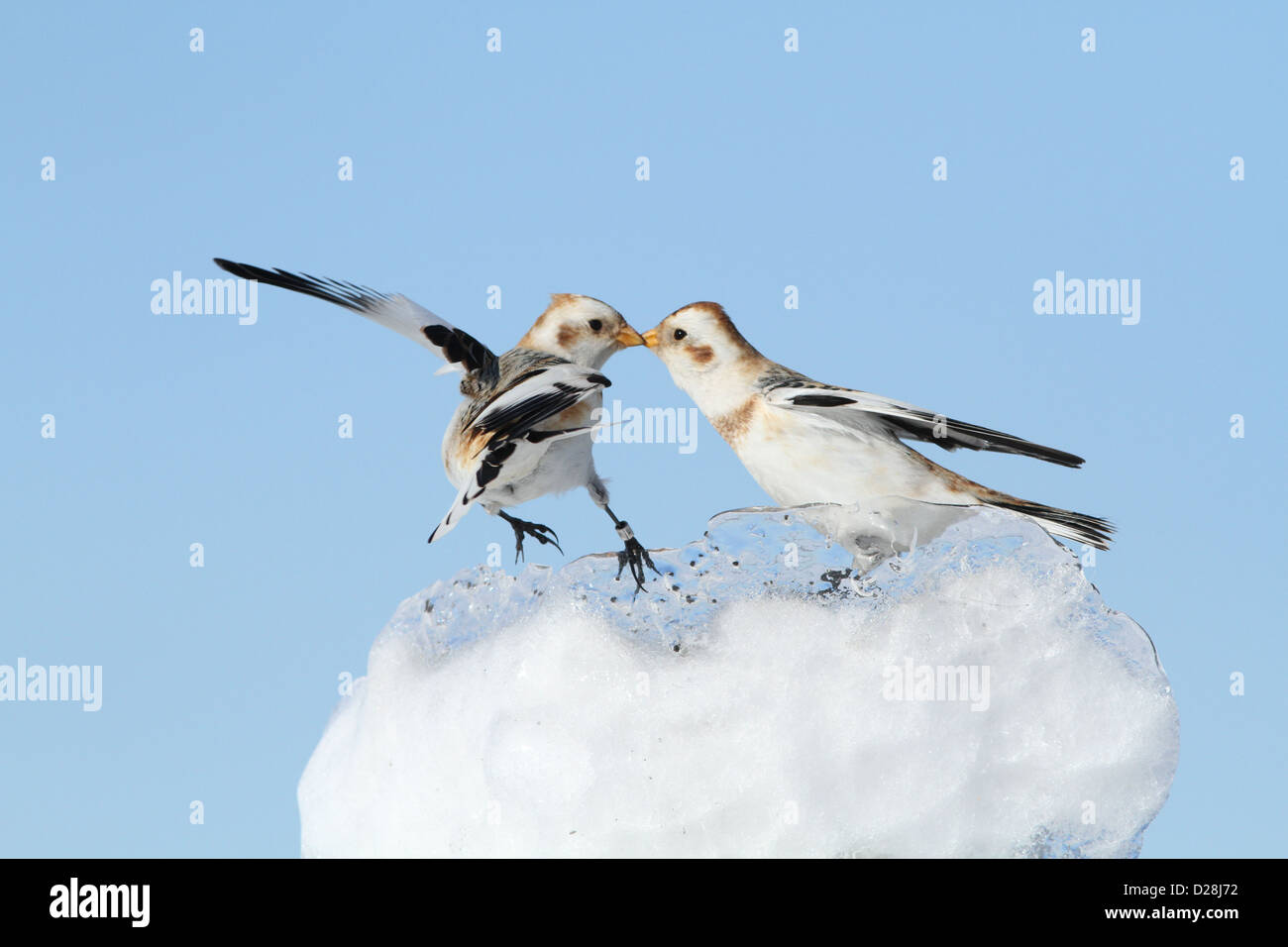 Le Bruant des neiges (Plectrophenax nivalis) lutte pour la nourriture en hiver sur la glace. Banque D'Images