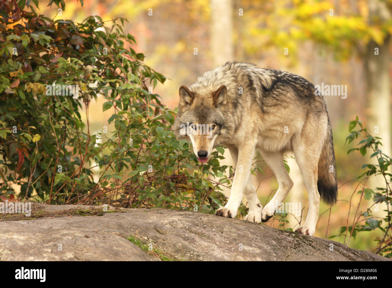 Le loup (Canis lupus) marcher dans la forêt Banque D'Images