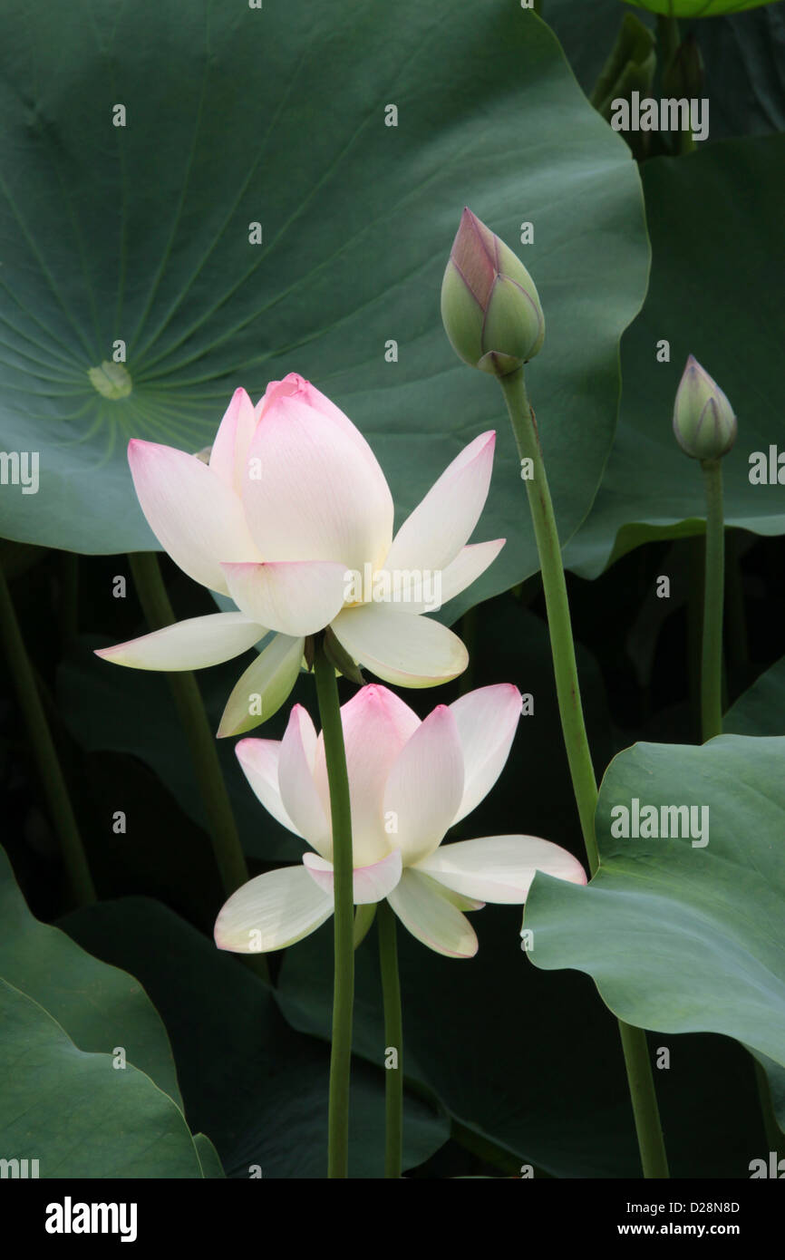 Fleurs de Lotus Banque D'Images