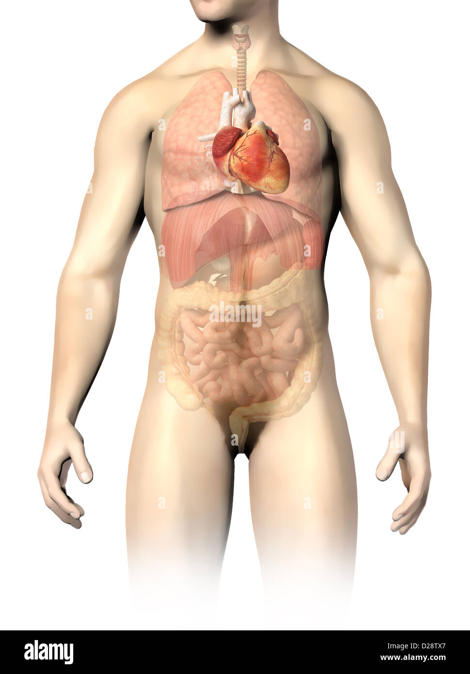 L'anatomie. Anatomie de l'homme organes internes, avec le coeur tachetée et  le reste des organes en demi-ton. Chemin de détourage inclus Photo Stock -  Alamy