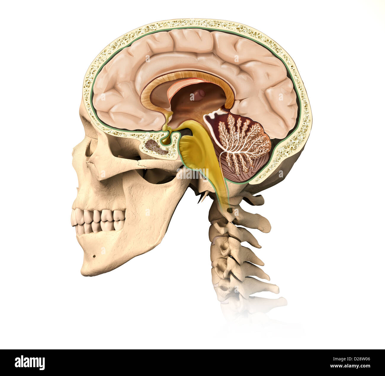Très détaillé et scientifiquement correctes crâne humain pan coupé, avec tous les détails du cerveau, vue latérale, sur fond blanc. Banque D'Images