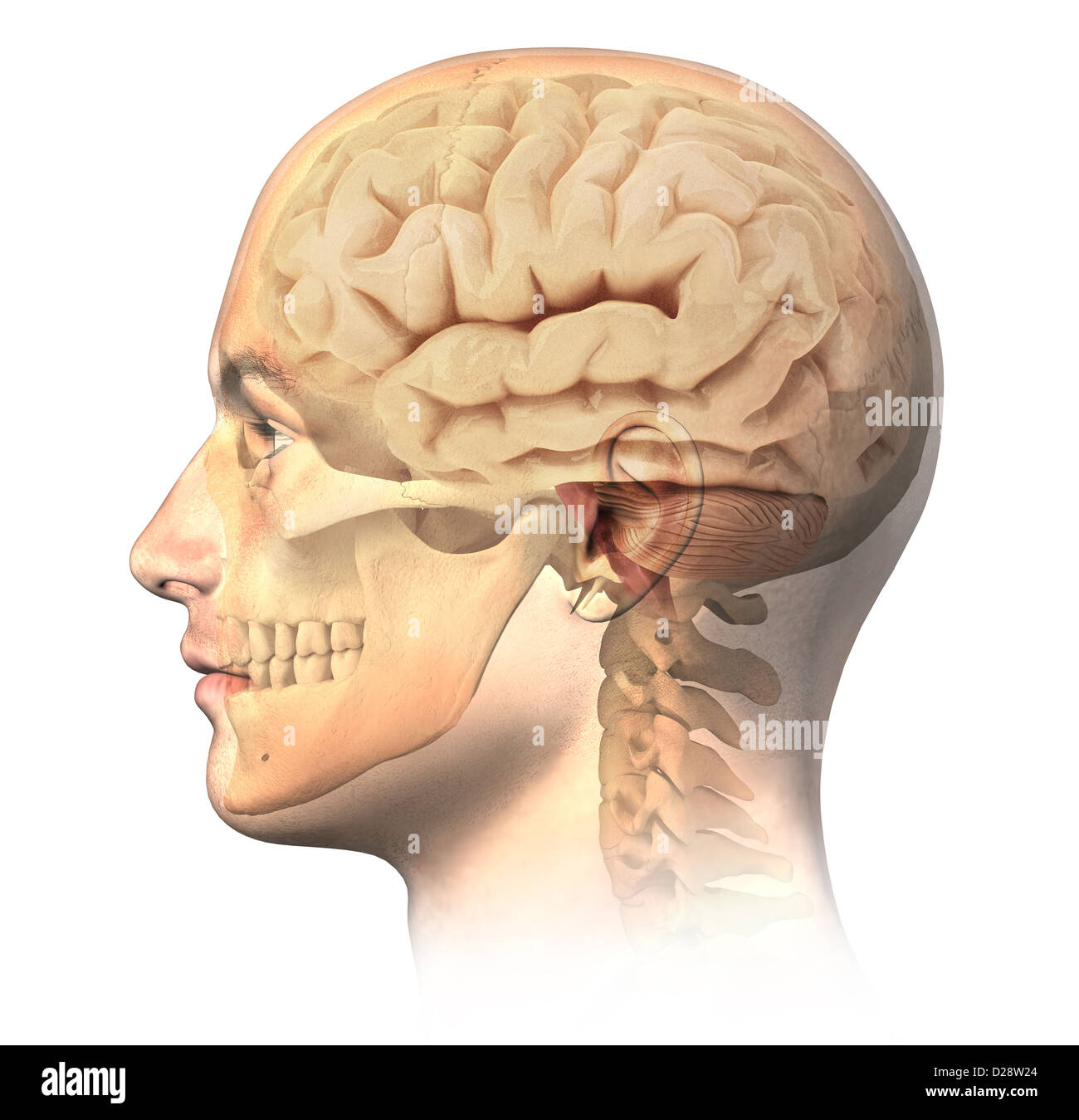 Les droits de l'homme de tête avec crâne et cerveau en effet fantôme, vue de côté. Image anatomie, sur fond blanc, avec chemin de détourage. Banque D'Images