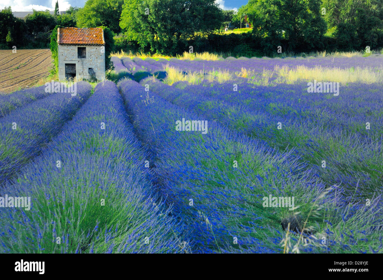 Petite maison de campagne sur Lavande Fi Banque D'Images