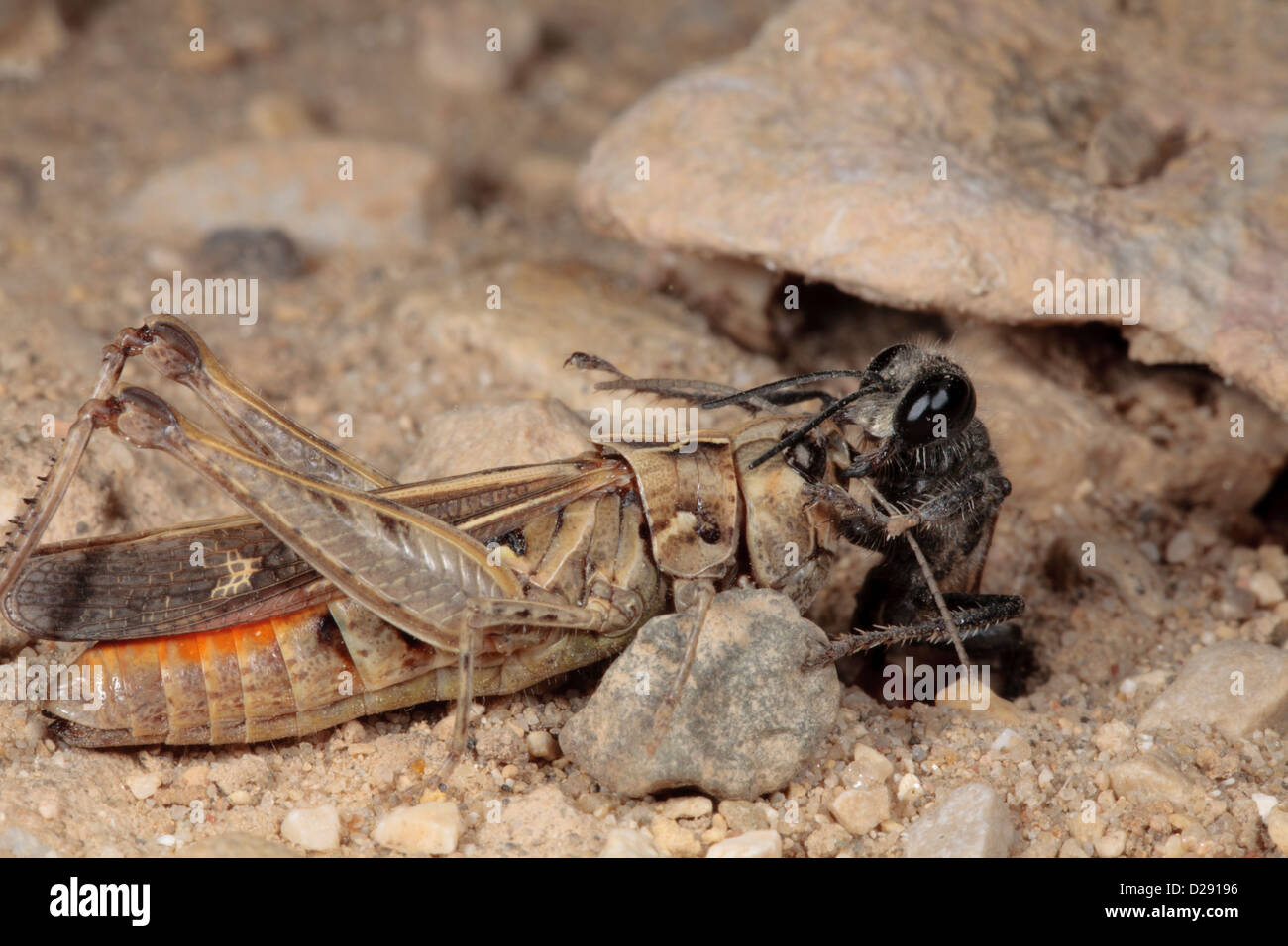 Femme Digger Wasp (Prionyx kirbii) en faisant glisser dans sa proie paralysée grasshopper terrier de nidification. Banque D'Images
