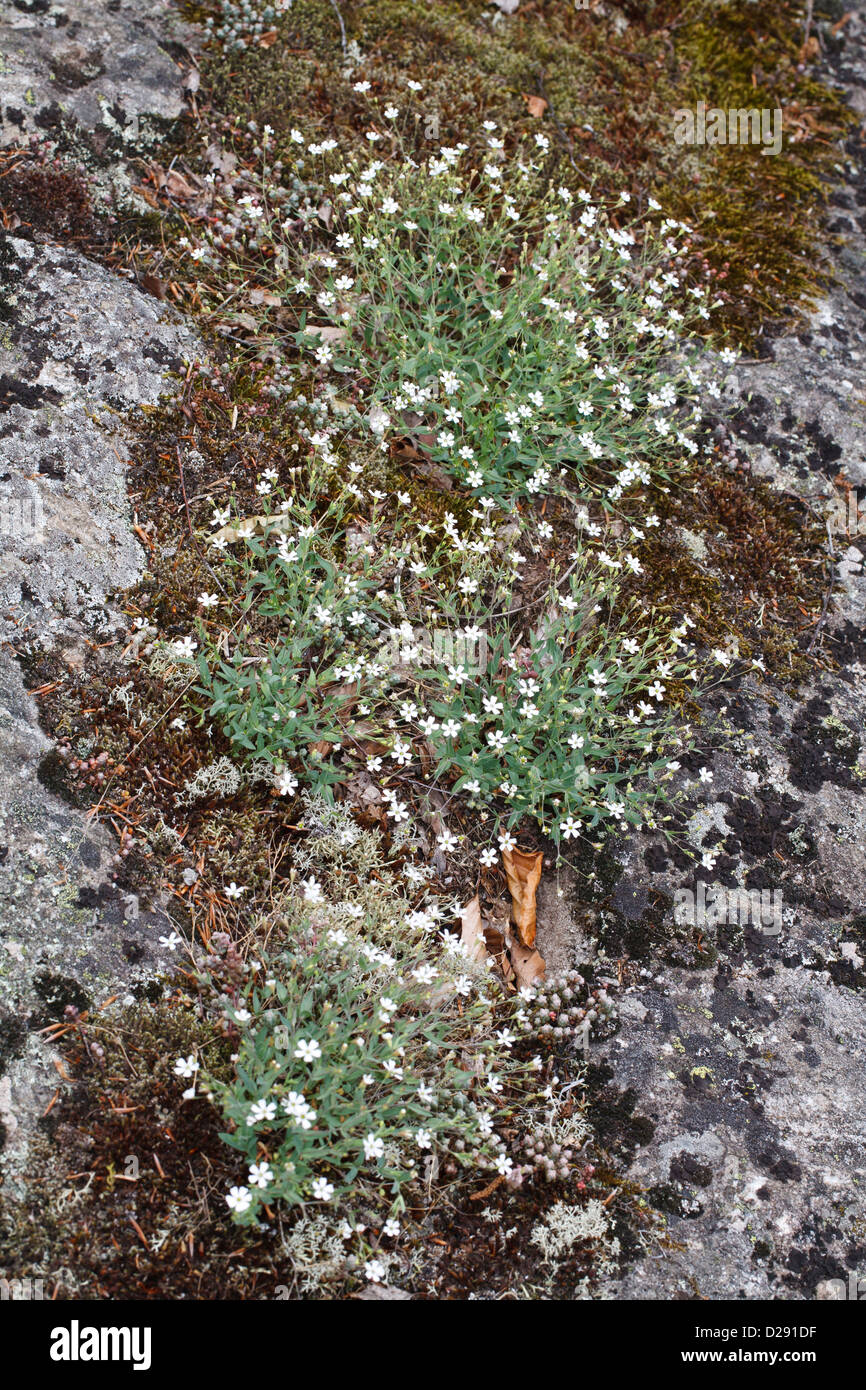 Rock (Silene rupestris) floraison, croissant sur les roches de granit. Ariege Pyrenees, France. Juin Banque D'Images