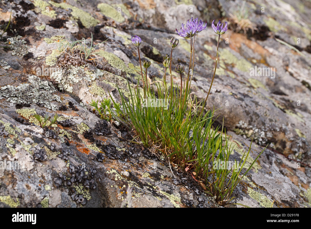 Globe-dirigé Rampion (Phyteuma hemisphaericum) floraison. Émergeant d'une fissure dans la roche de granit. Pyrénées-Orientales, France. Banque D'Images