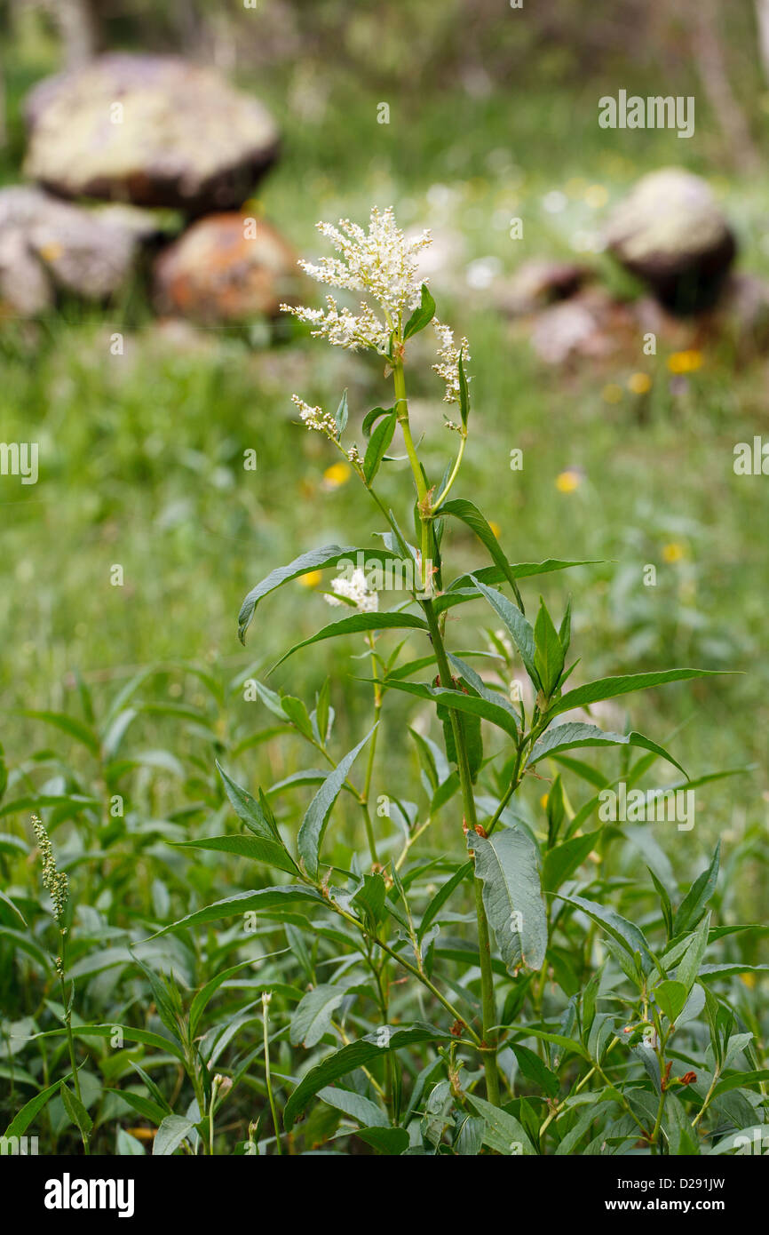 Alpine knotgrass (Polygonum alpinum) floraison. Porté-Puymorens, Pyrénées-Orientales, France. De juin. Banque D'Images