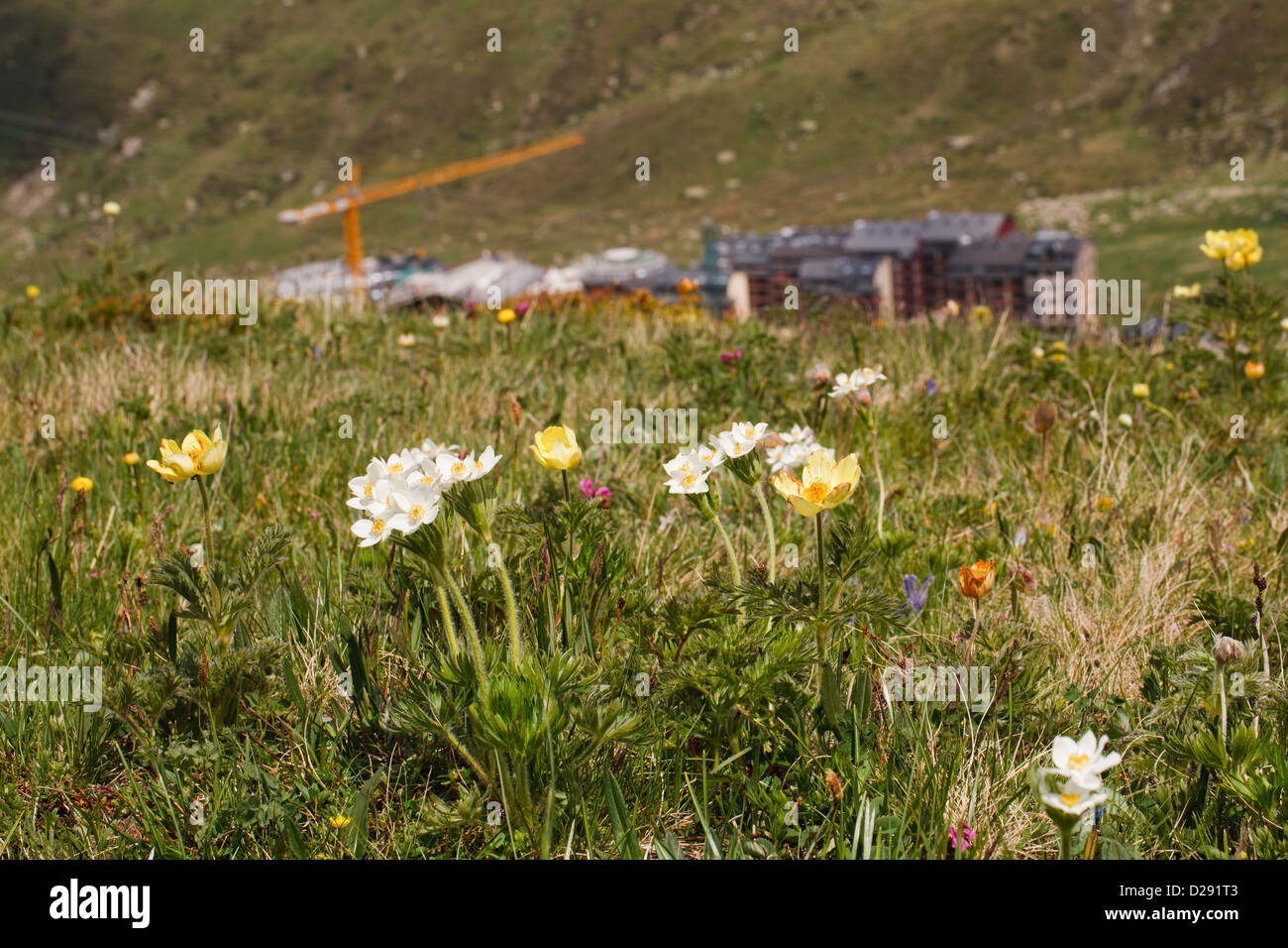 Narcisse fleur jaune et de l'Anémone Anémone pulsatille Alpine floraison dans une prairie alpine. L'Andorre. Banque D'Images