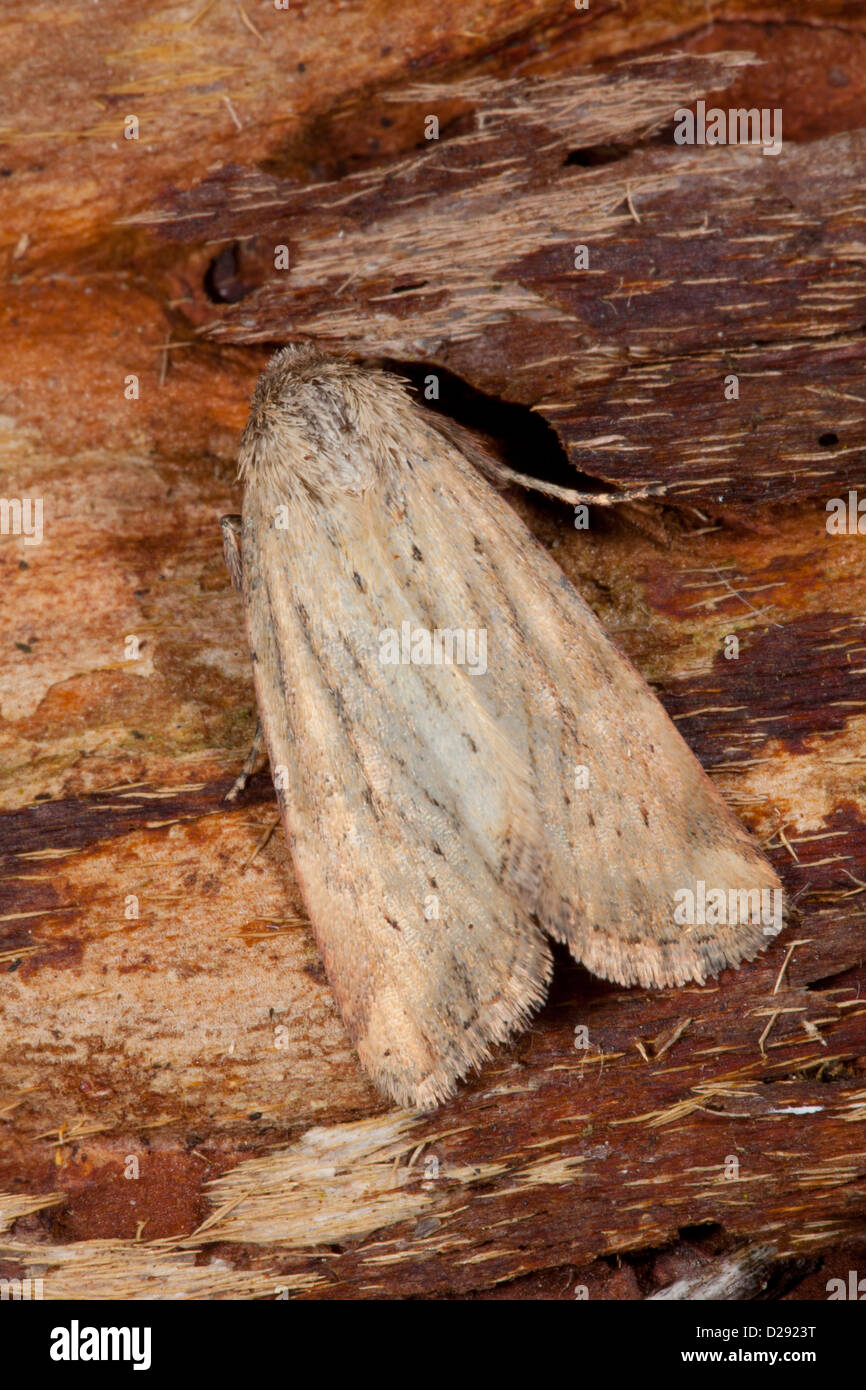 Petit papillon de Buff en pointillés (Photedes minima) mâle adulte. Powys, Pays de Galles. Juillet. Banque D'Images
