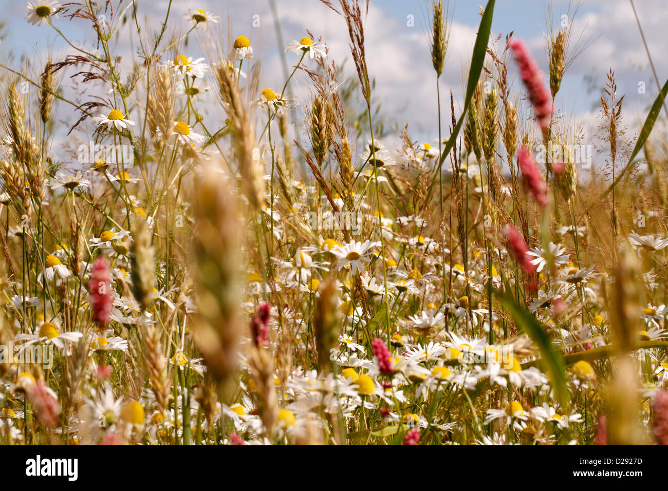 Champ de mauvaises herbes sur le bord d'un champ arable. Le maïs camomille (Anthemis arvensis). Powys, Pays de Galles. Juillet. Banque D'Images