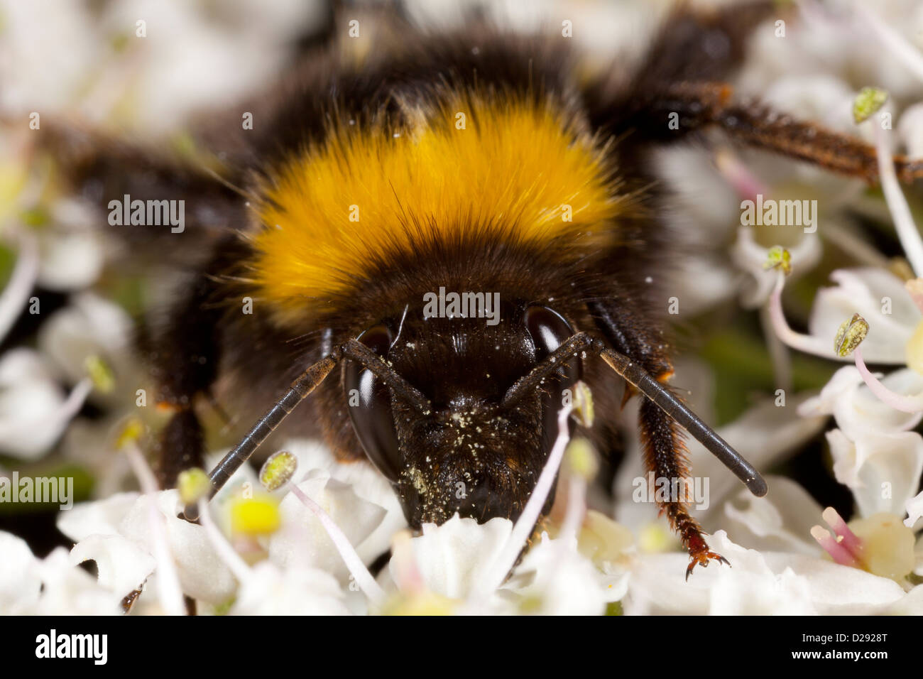 Gros plan de la tête d'une Reine Buff-tailed bourdon (Bombus terrestris) se nourrissant de fleurs de berce du Caucase. Powys, Pays de Galles. En août. Banque D'Images