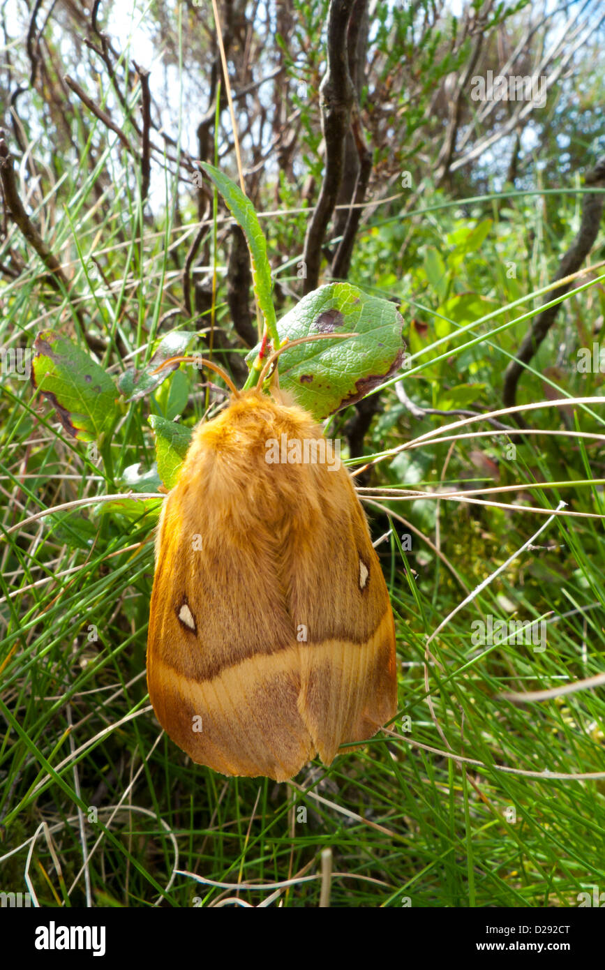 Chêne femelle Eggar (Lasiocampa quercus) reposant sur la Myrtille. Powys, Pays de Galles. En août. Banque D'Images