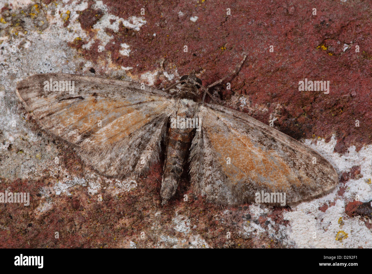 Le PUG moth mouchetée fauve (Eupithecia icterata) adulte reposant sur un mur de briques. Powys, Pays de Galles. En août. Banque D'Images