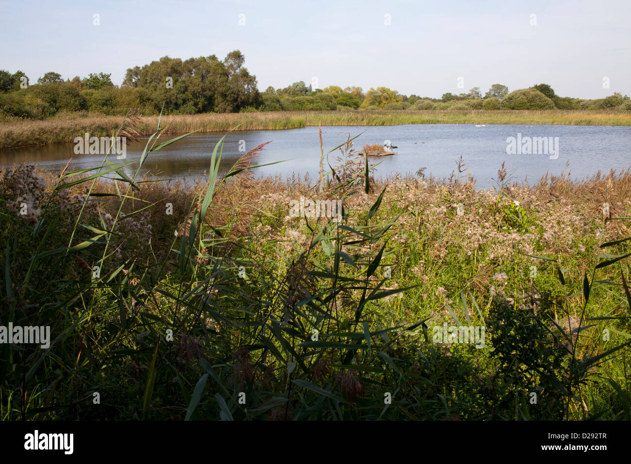 Piscine sur une réserve naturelle des zones humides. Woodwalton Fen NNR. Cambridgeshire, Angleterre. Septembre. Banque D'Images