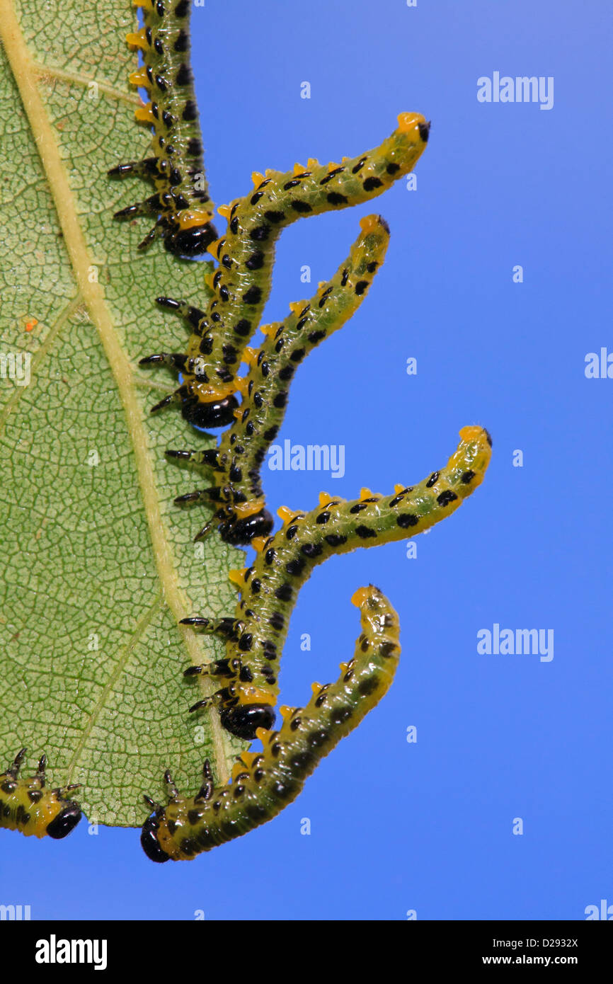 Punaise De Bouleau Banque D Image Et Photos Alamy