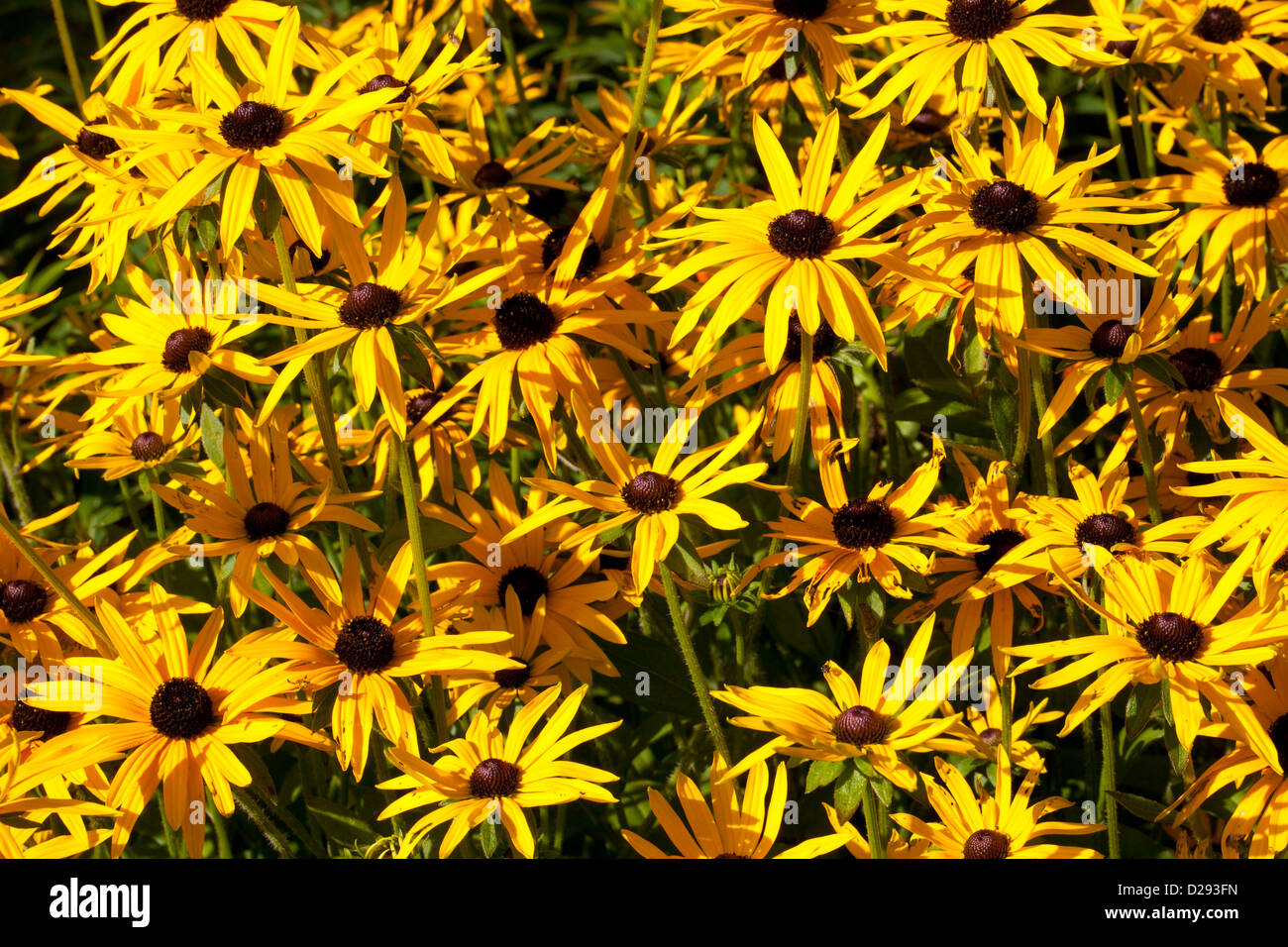 Helenium variété floraison dans un jardin. Powys, Pays de Galles. Octobre. Banque D'Images