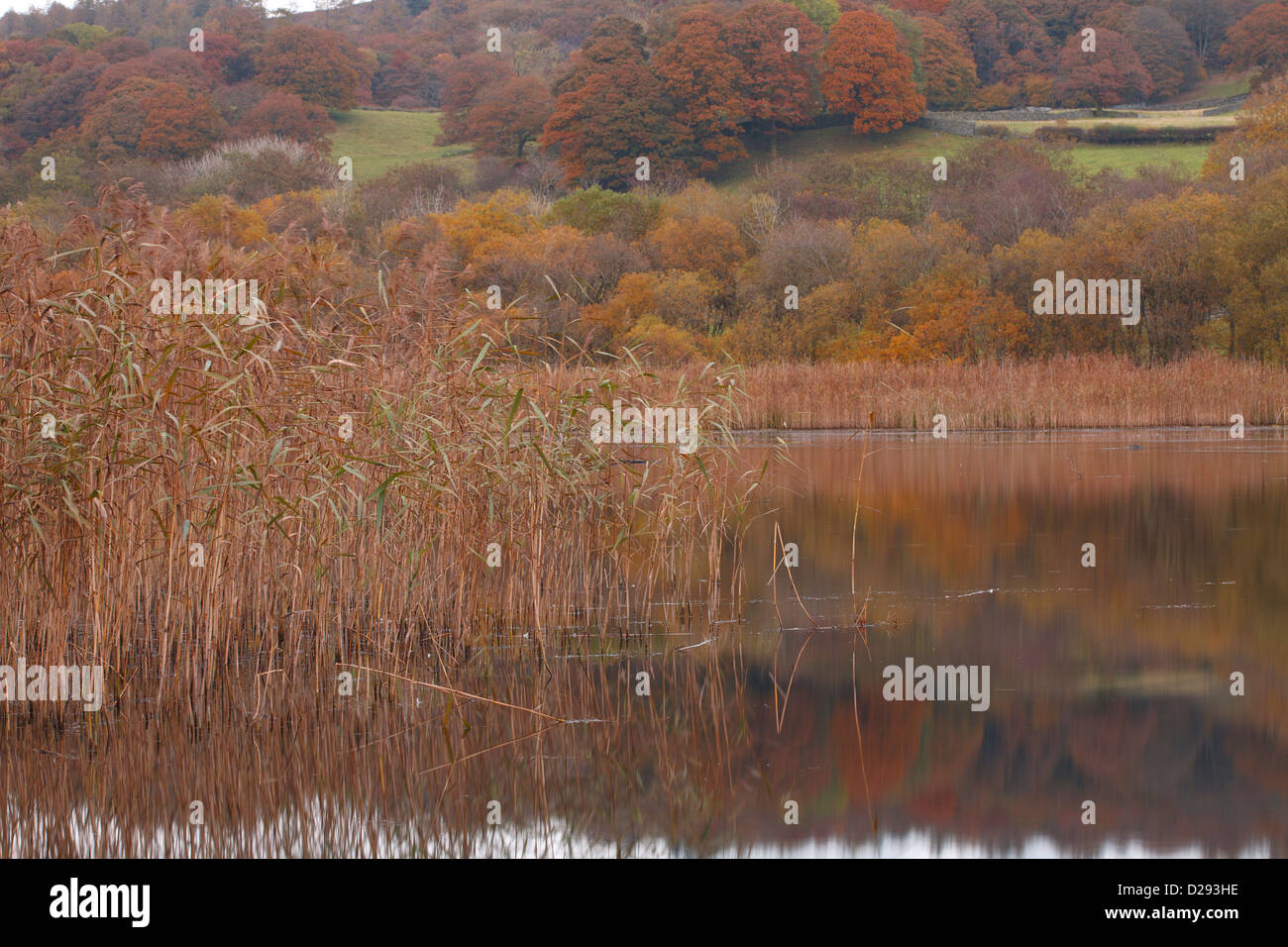 Roseaux communs (Phragmites australis) bordant un lac en automne. Esthwaite Water, Lake District, Cumbria. L'Angleterre. Octobre. Banque D'Images