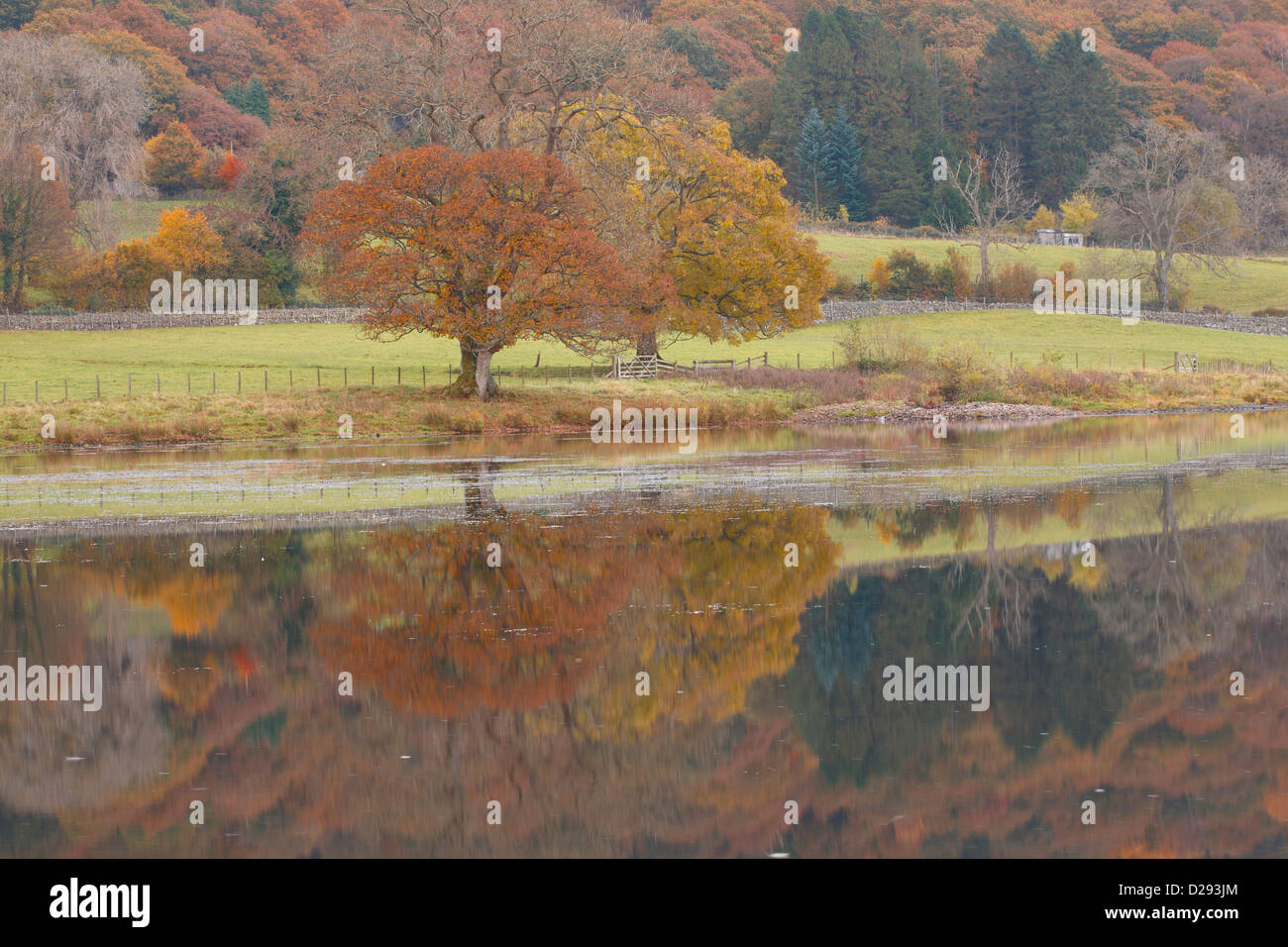 Arbres de chêne à côté d'un lac à l'automne. Esthwaite Water, Lake District, Cumbria. L'Angleterre. Octobre. Banque D'Images