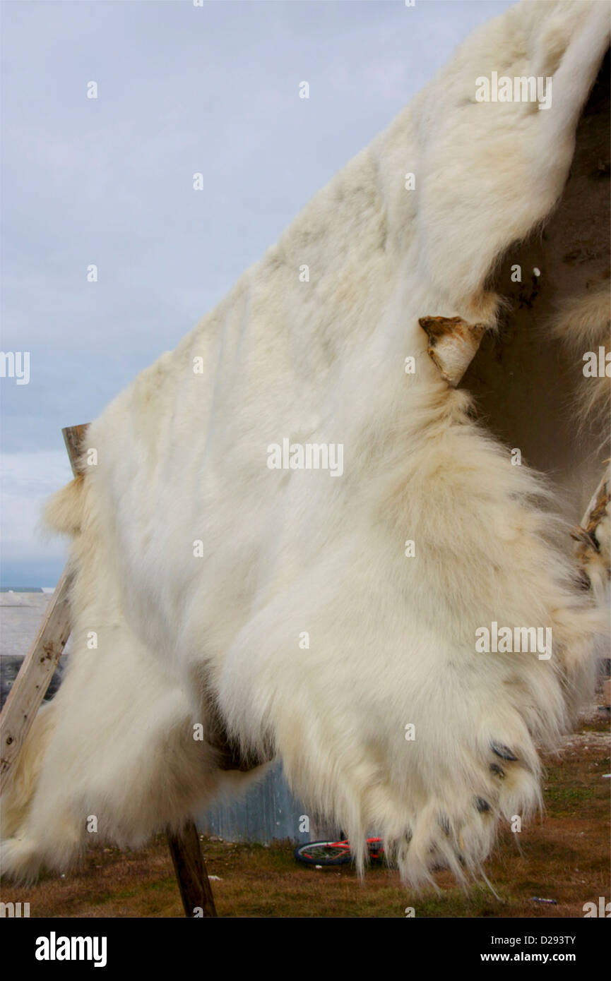 Le séchage de la peau de l'ours polaire dans la communauté inuit de Gjoa Haven, Passage du Nord-Ouest, du Nunavut, de l'Arctique canadien Banque D'Images