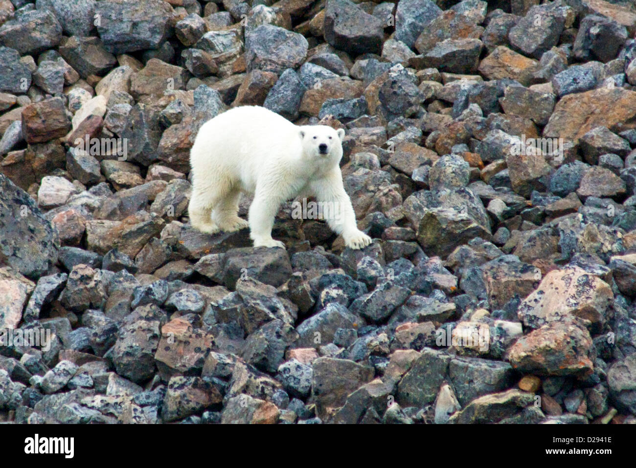 L'ours polaire mâle, Bellott Strait, Passage du Nord-Ouest, du Nunavut, de l'Arctique canadien Banque D'Images