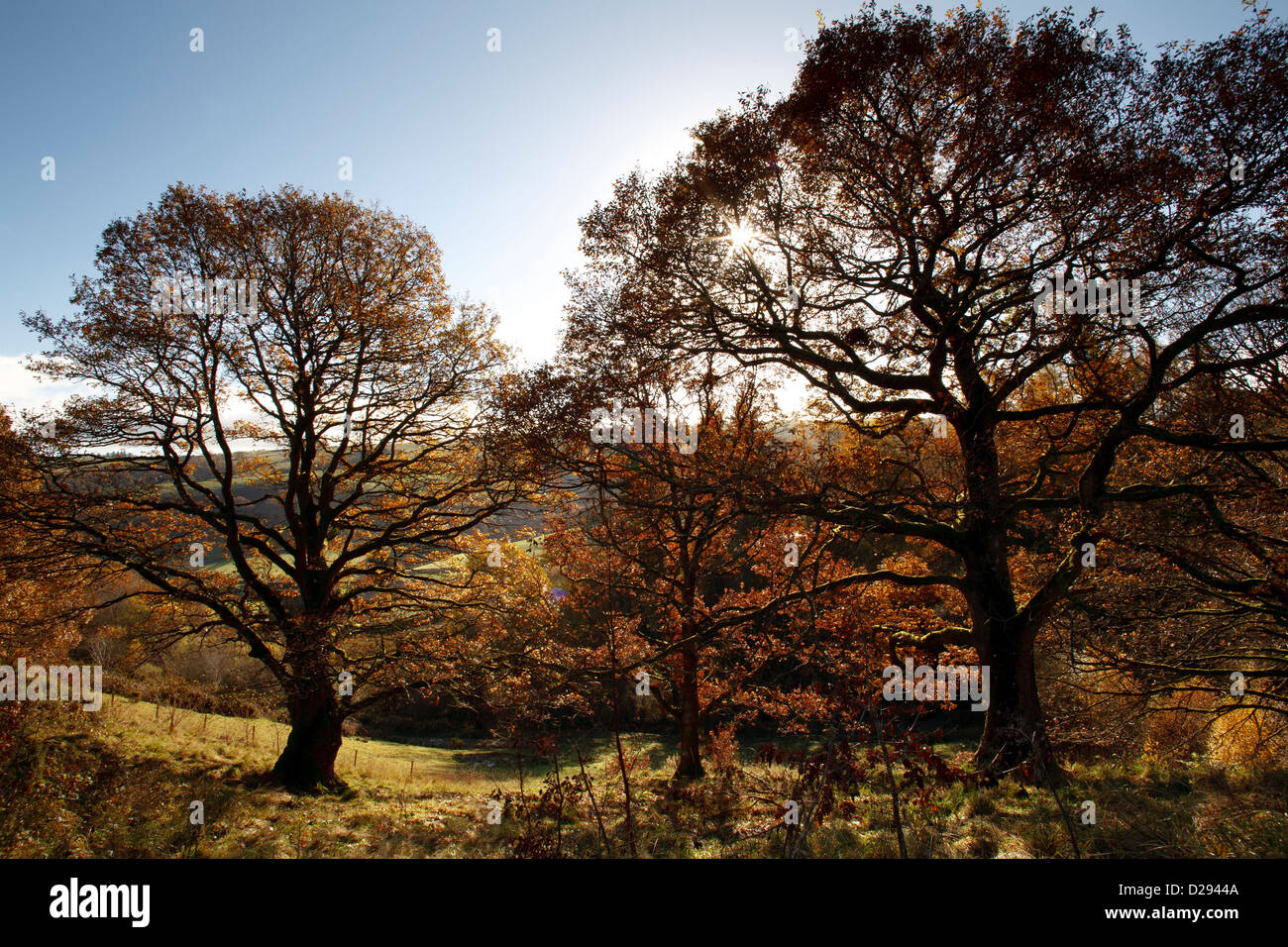 Mature chêne sessile (Quercus petraea) arbres sur une colline à l'automne. Powys, Pays de Galles. Novembre. Banque D'Images