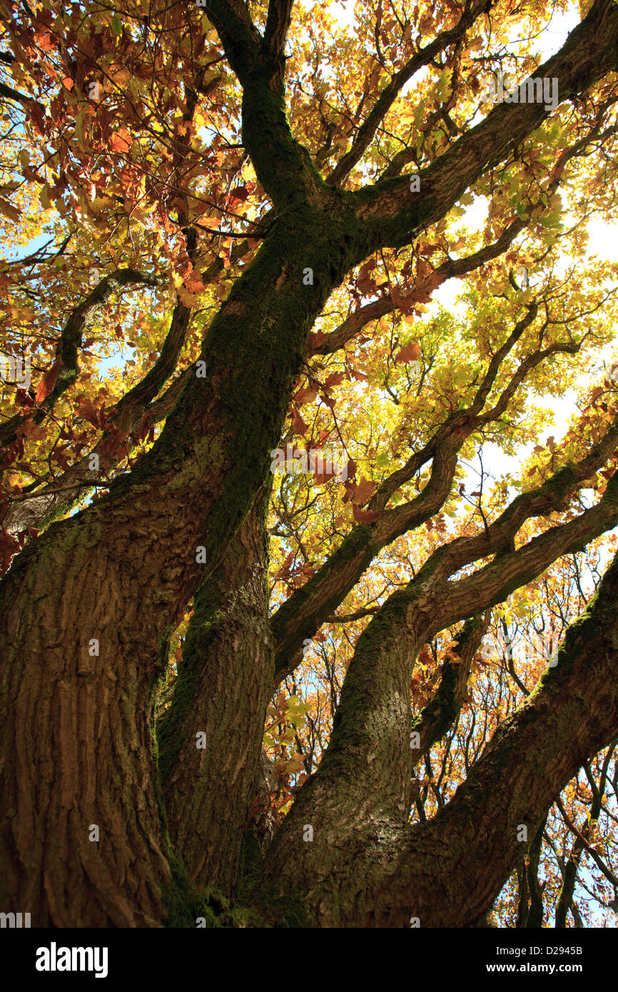 Jusqu'à la maturité en un grand arbre de chêne sessile (Quercus petraea) en automne. Powys, Pays de Galles. Novembre. Banque D'Images