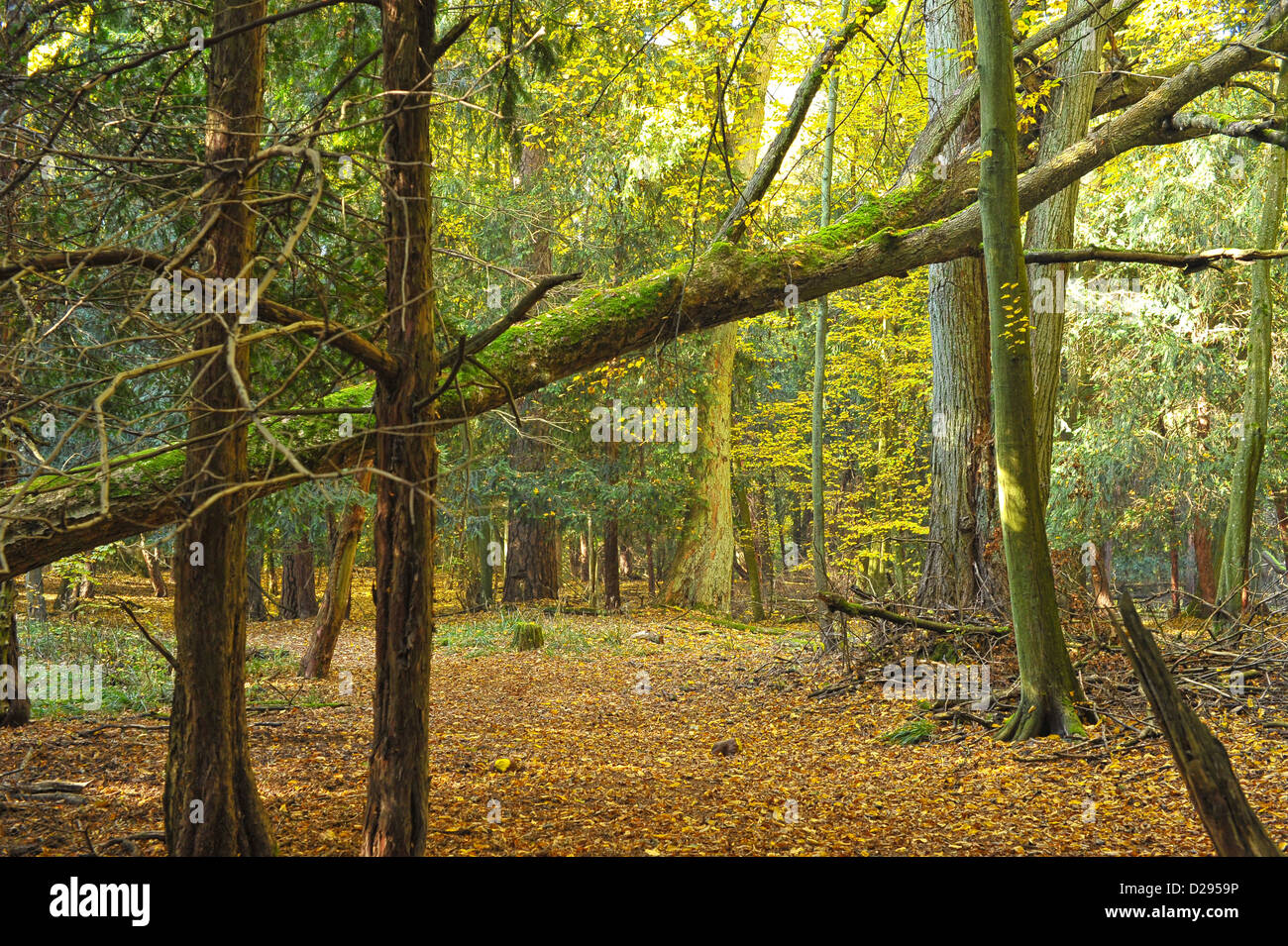 Arbre de frein en forêt Banque D'Images