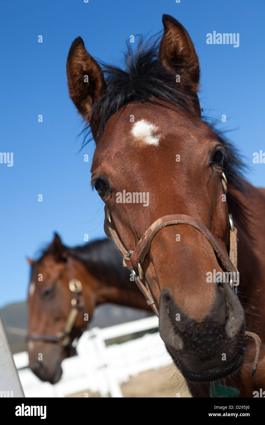 La tête d'un cheval brun regarde la manie d'un cheval gris directement dans  l'appareil photo. Les chevaux sont sales de la boue et de l'herbe Photo  Stock - Alamy