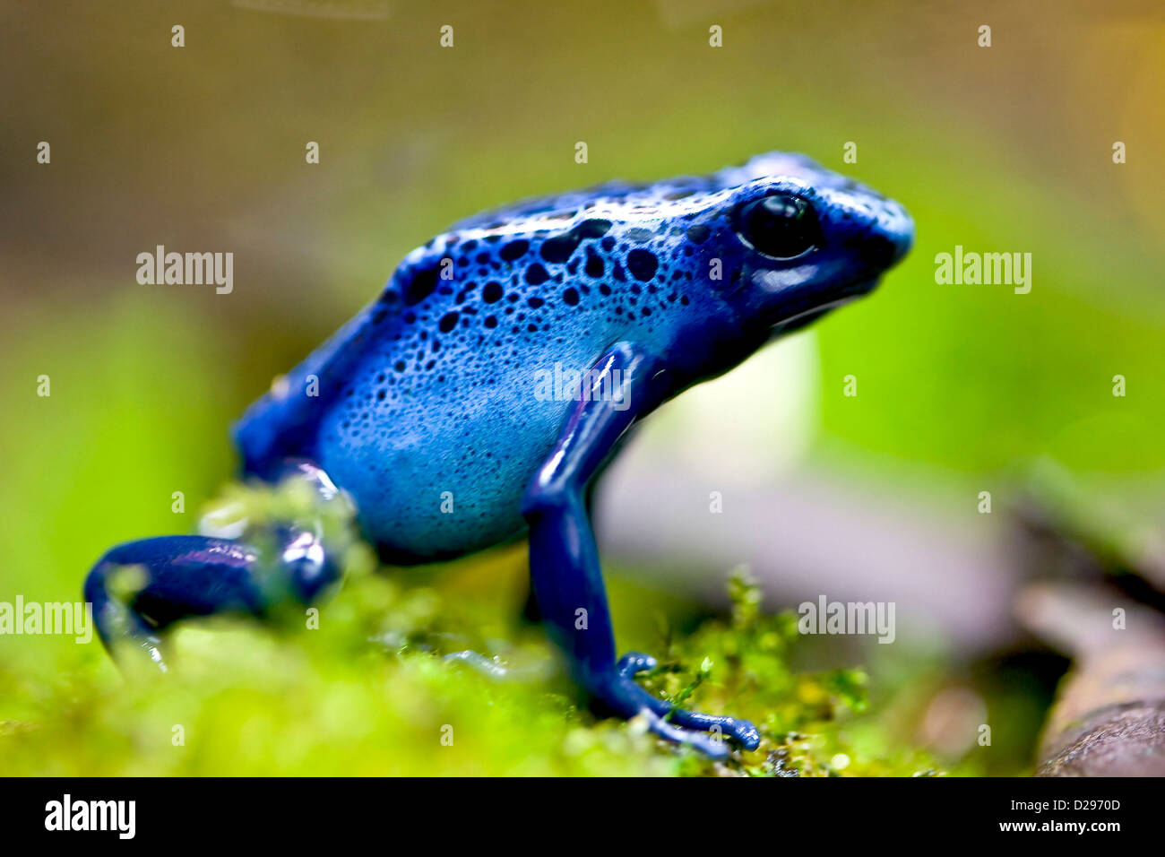 Blue Poison Frog Banque D'Images