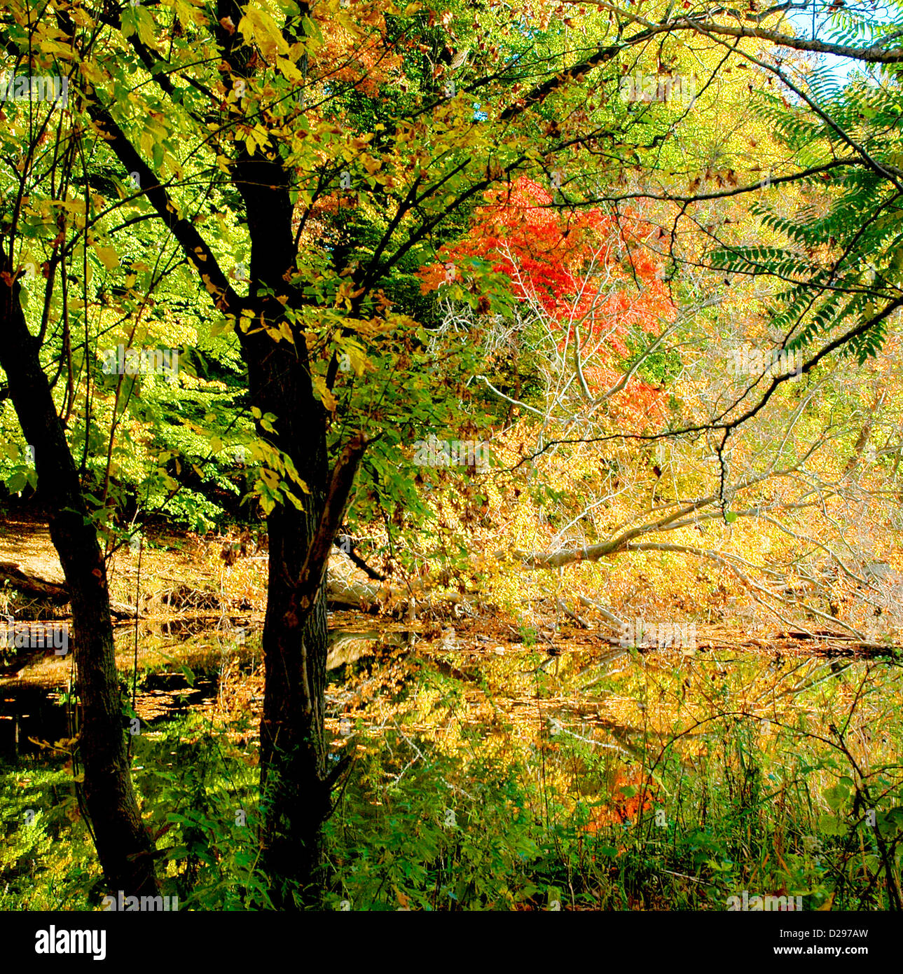 Couleurs d'automne le long d'un ruisseau Banque D'Images