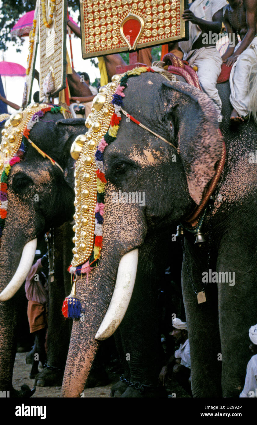L'Inde du Sud, Kerala. Close Up d'éléphants portant des coiffures orné au Festival. Banque D'Images