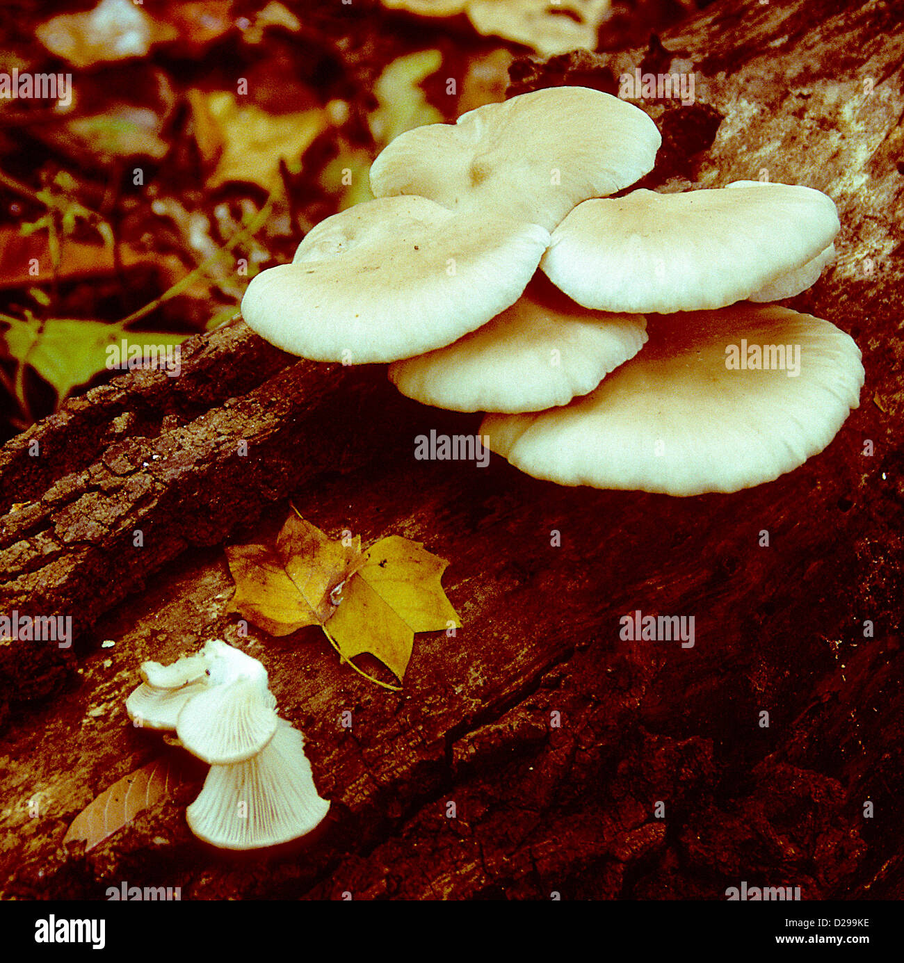 Champignon, champignons sauvages Crepidotus Banque D'Images