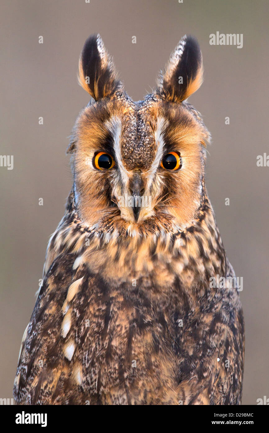 Portrait of a Long-eared Owl Banque D'Images