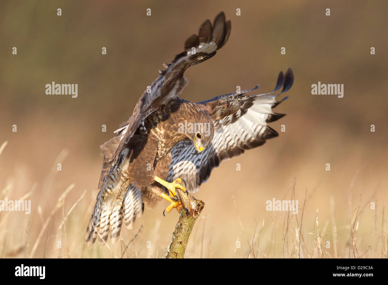 Buse variable Banque D'Images