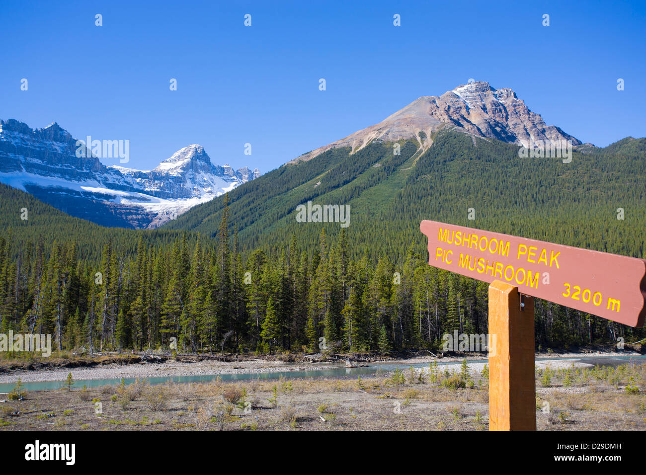 Pic de champignons le long de la promenade des Glaciers dans le parc national Jasper en Alberta Canada Banque D'Images