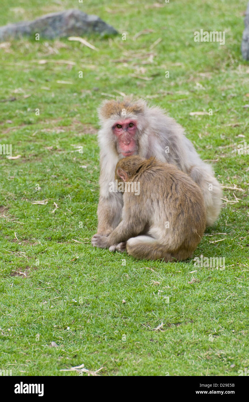 Macaque japonais ou Snow Monkey Banque D'Images