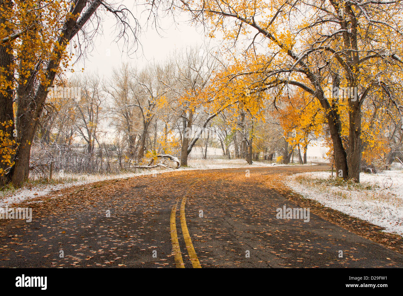 Au début de l'automne de neige couvre les arbres et paysage à Chatfield State Park, Colorado Banque D'Images