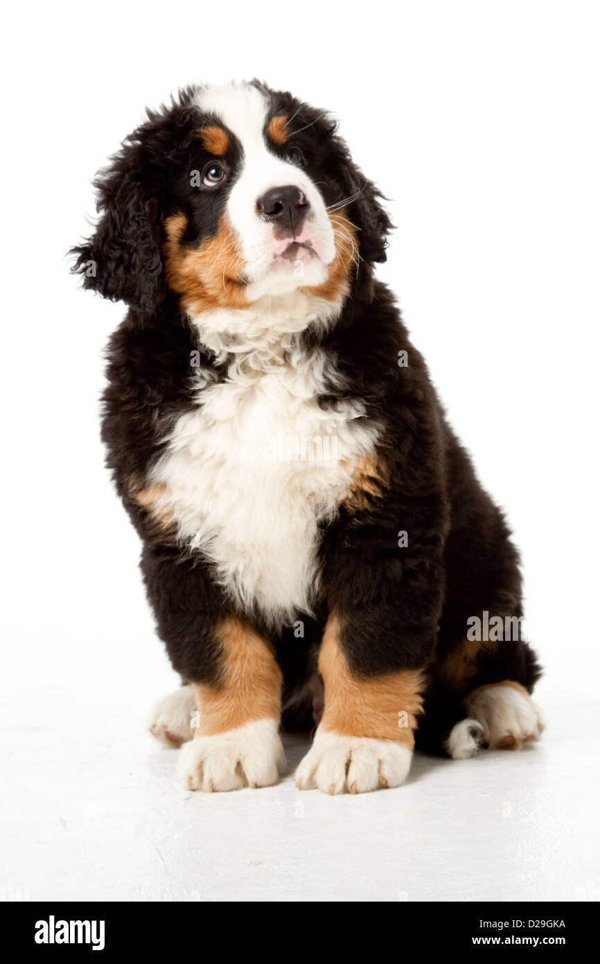 10 semaines chiot Banque D'Images