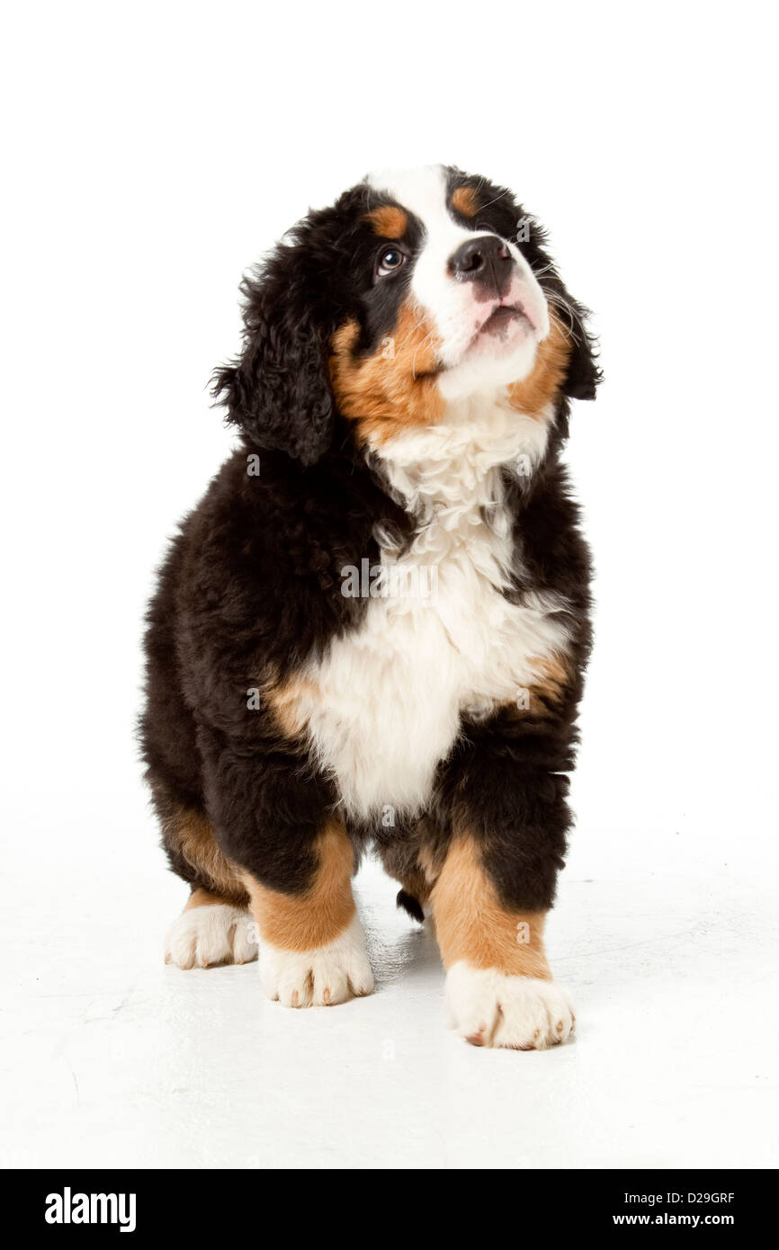 10 semaines chiot Banque D'Images