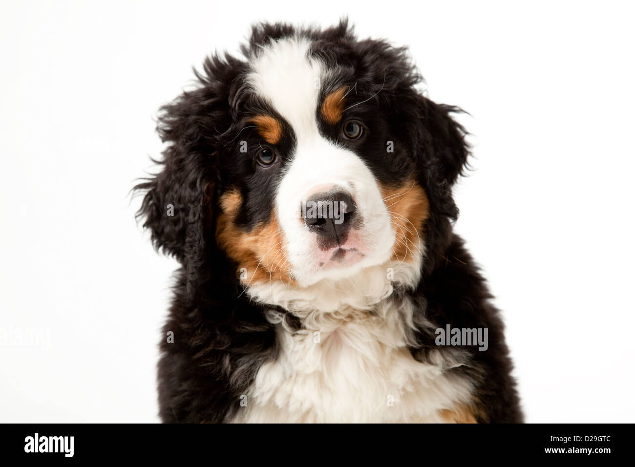 10 semaines chiot Banque D'Images